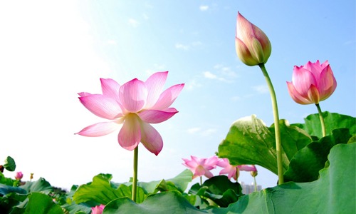 SẢN PHẨM CHAY